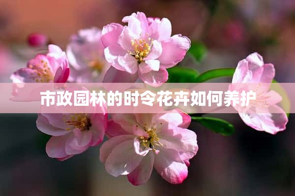 市政园林的时令花卉如何养护