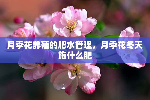 月季花养殖的肥水管理，月季花冬天施什么肥