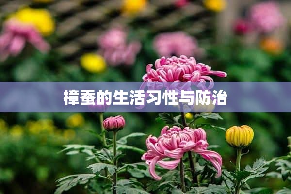 樟蚕的生活习性与防治