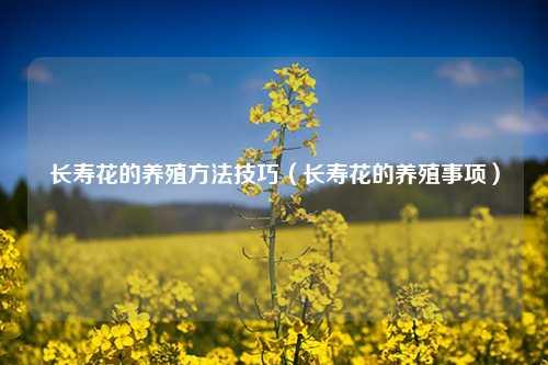 长寿花的养殖方法技巧（长寿花的养殖事项） 花卉