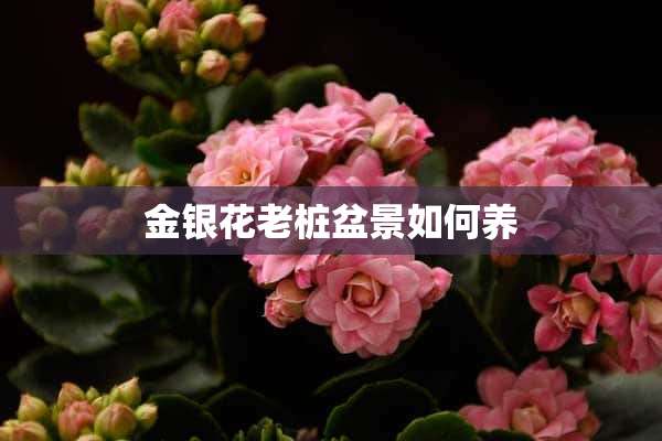 金银花老桩盆景如何养