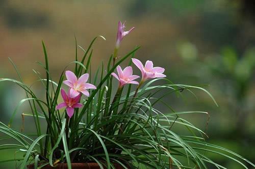 风雨兰代表的花语是什么？