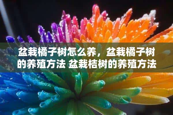 盆栽橘子树怎么养，盆栽橘子树的养殖方法 盆栽桔树的养殖方法