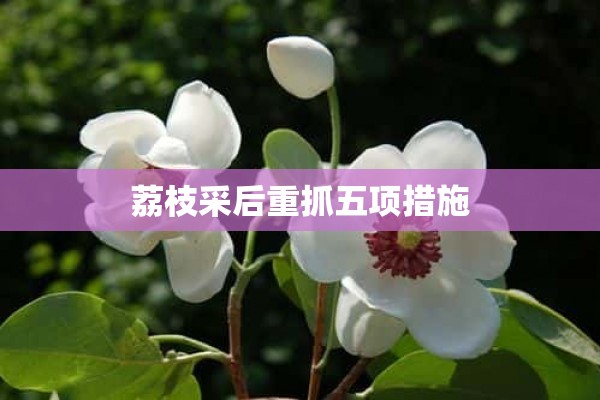 荔枝采后重抓五项措施