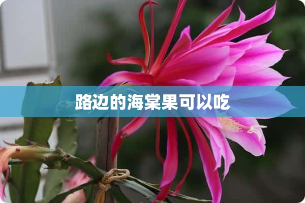 路边的海棠果可以吃