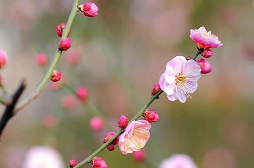 梅花的花语和象征意义是什么？