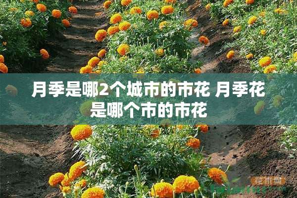 月季是哪2个城市的市花 月季花是哪个市的市花