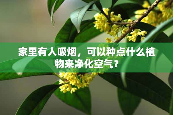 家里有人吸烟，可以种点什么植物来净化空气？