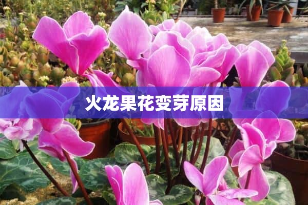 火龙果花变芽原因