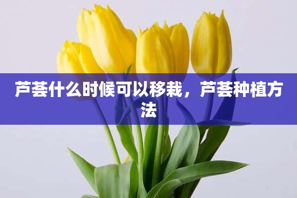 芦荟什么时候可以移栽，芦荟种植方法