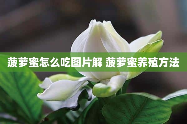 菠萝蜜怎么吃图片解 菠萝蜜养殖方法