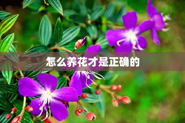 怎么养花才是正确的