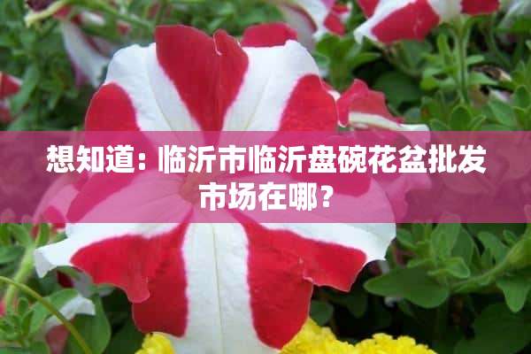 想知道: 临沂市临沂盘碗花盆批发市场在哪？