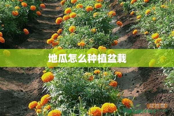 地瓜怎么种植盆栽