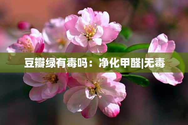 豆瓣绿有毒吗：净化甲醛|无毒