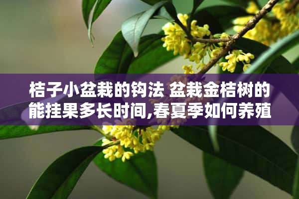 桔子小盆栽的钩法 盆栽金桔树的能挂果多长时间,春夏季如何养殖