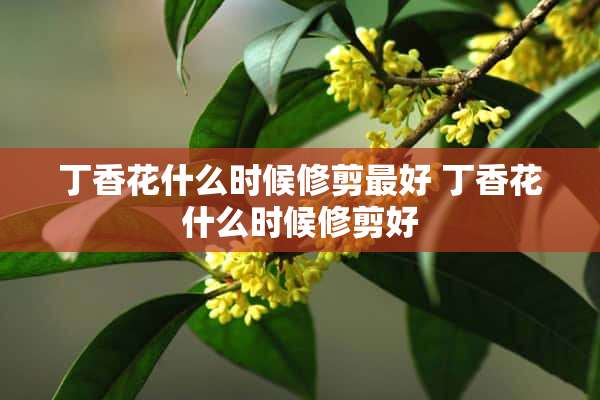 丁香花什么时候修剪最好 丁香花什么时候修剪好