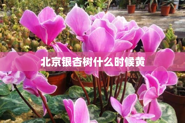 北京银杏树什么时候黄