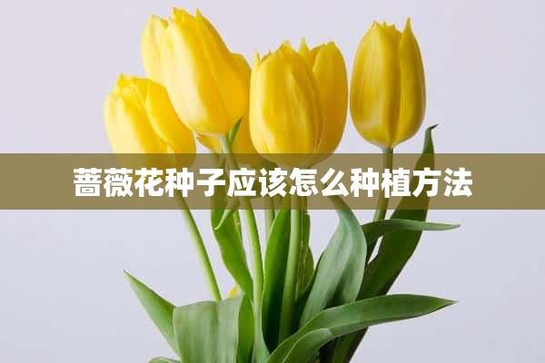 蔷薇花种子应该怎么种植方法