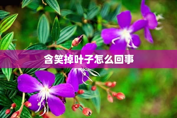 含笑掉叶子怎么回事