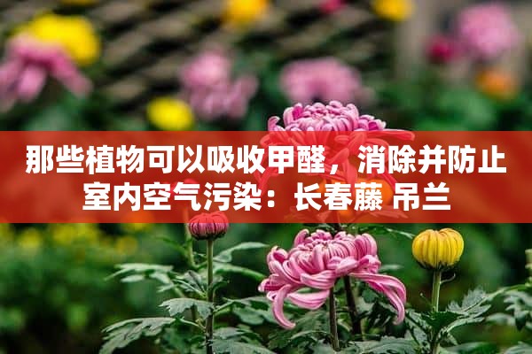 那些植物可以吸收甲醛，消除并防止室内空气污染：长春藤 吊兰