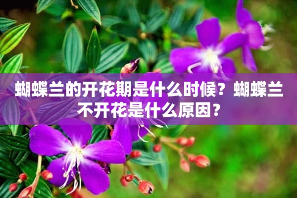 蝴蝶兰的开花期是什么时候？蝴蝶兰不开花是什么原因？