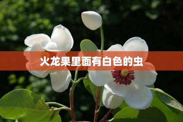 火龙果里面有白色的虫