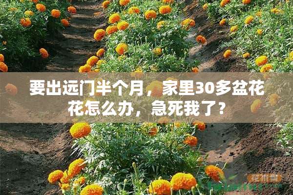 要出远门半个月，家里30多盆花花怎么办，急死我了？