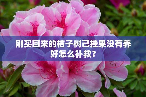 刚买回来的桔子树己挂果没有养好怎么补救？