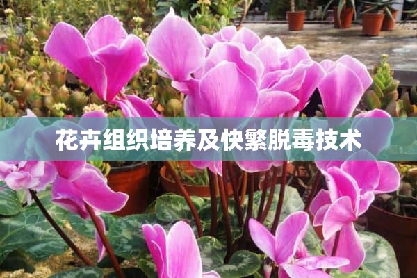 花卉组织培养及快繁脱毒技术