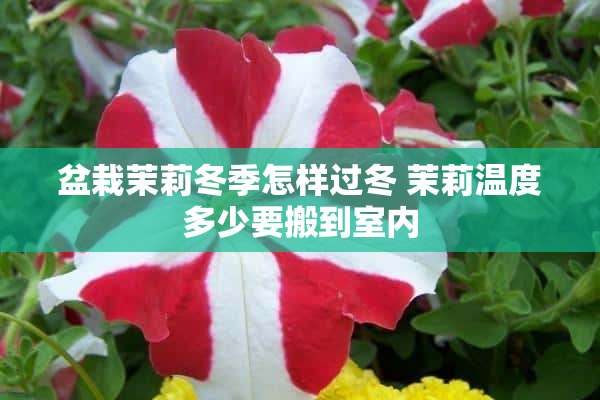 盆栽茉莉冬季怎样过冬 茉莉温度多少要搬到室内