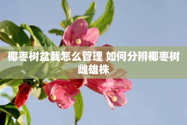 椰枣树盆栽怎么管理 如何分辨椰枣树雌雄株