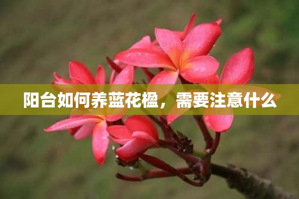 阳台如何养蓝花楹，需要注意什么