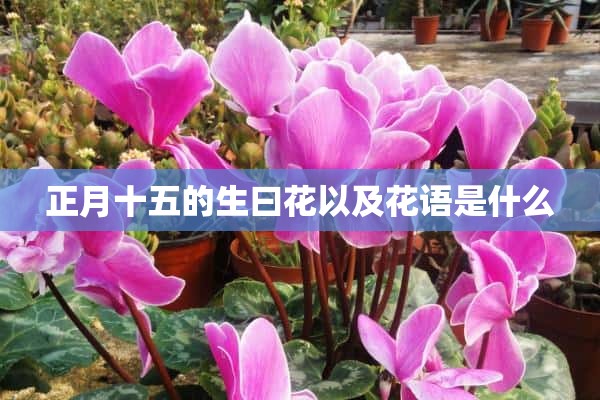 正月十五的生曰花以及花语是什么