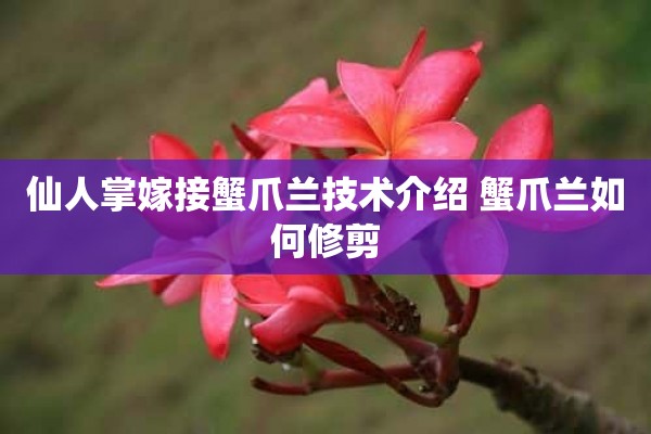 仙人掌嫁接蟹爪兰技术介绍 蟹爪兰如何修剪