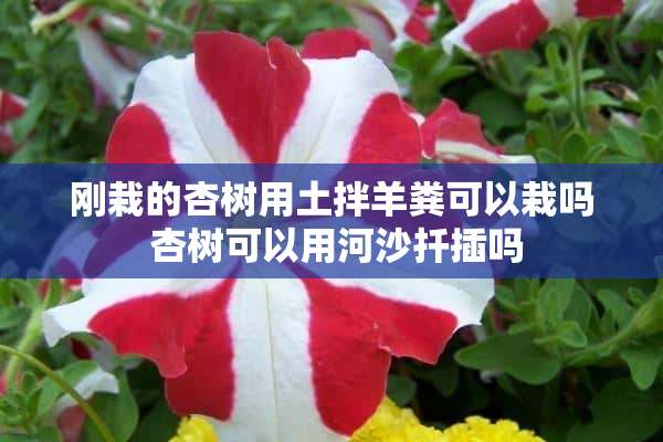 刚栽的杏树用土拌羊粪可以栽吗 杏树可以用河沙扦插吗