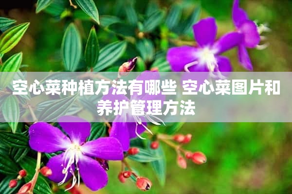 空心菜种植方法有哪些 空心菜图片和养护管理方法