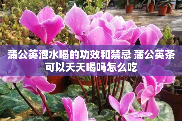 蒲公英泡水喝的功效和禁忌 蒲公英茶可以天天喝吗怎么吃