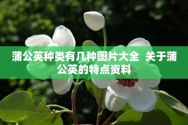 蒲公英种类有几种图片大全  关于蒲公英的特点资料