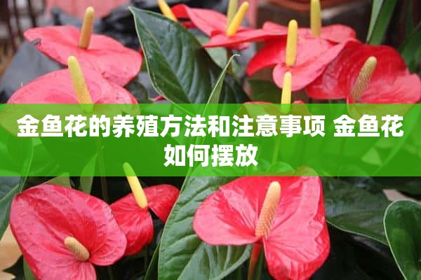 金鱼花的养殖方法和注意事项 金鱼花如何摆放