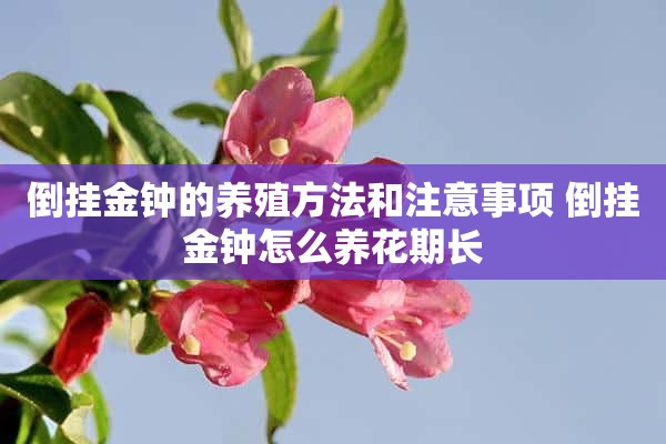 倒挂金钟的养殖方法和注意事项 倒挂金钟怎么养花期长