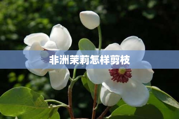 非洲茉莉怎样剪枝