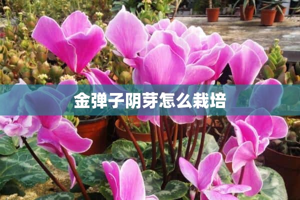 金弹子阴芽怎么栽培