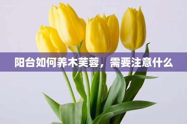 阳台如何养木芙蓉，需要注意什么