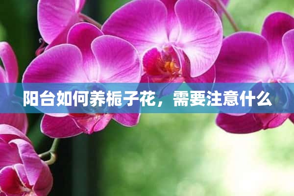 阳台如何养栀子花，需要注意什么