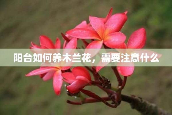 阳台如何养木兰花，需要注意什么