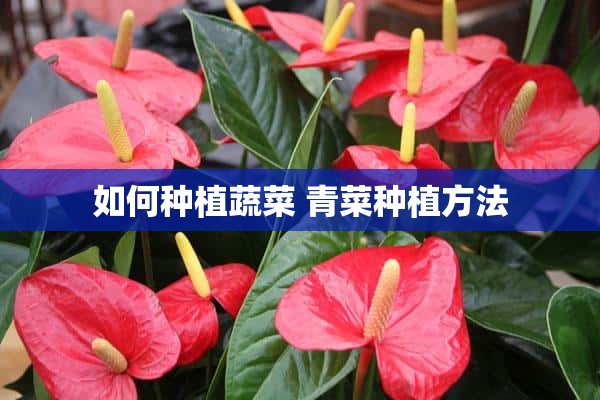 如何种植蔬菜 青菜种植方法