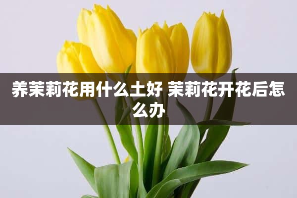 养茉莉花用什么土好 茉莉花开花后怎么办