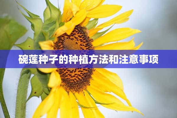 碗莲种子的种植方法和注意事项