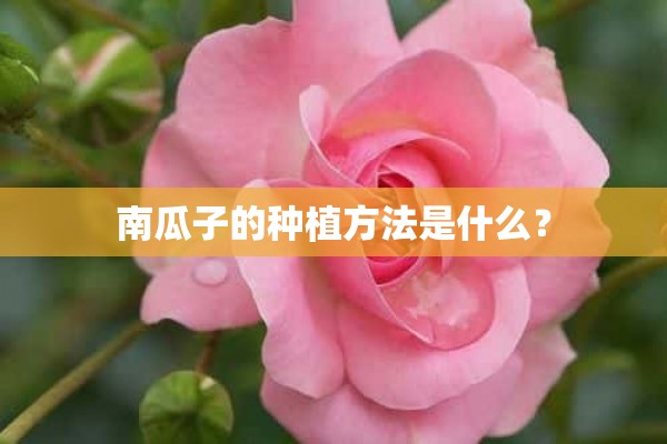 南瓜子的种植方法是什么？